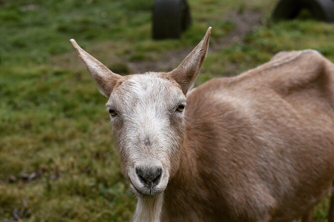 1.5 Hour Immersive Farm Experience in Adirondacks - Key highlights worth showing up for