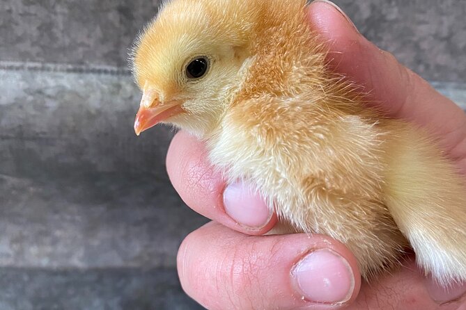 1.5 Hour Immersive Farm Experience in Adirondacks - A hands-on 90 minutes that feels like you joined the day