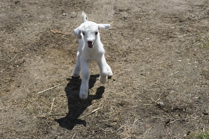 1.5 Hour Immersive Farm Experience in Adirondacks - Price and logistics: why $20 can feel like a bargain
