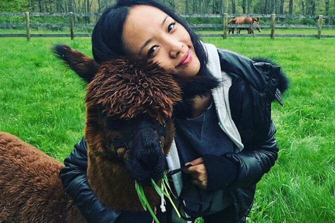 Alpaca and Llama Trek in Pleasant Valley - Your alpaca or llama setup: halter, lead line, and treats