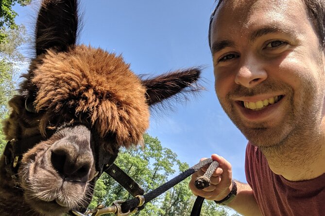 Alpaca and Llama Trek in Pleasant Valley - Guides, small groups, and the photo-friendly pace