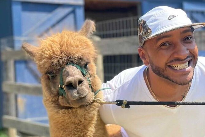 Alpaca and Llama Trek in Pleasant Valley - Should you book the alpaca and llama trek at Lilymoore Farm?