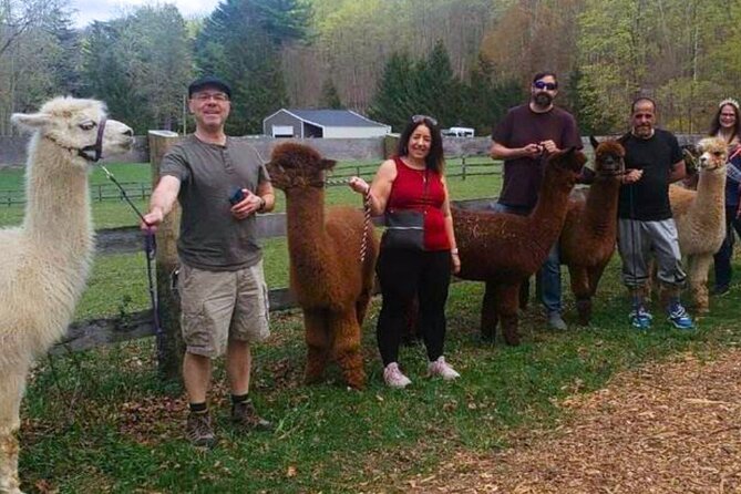 Alpaca and Llama Trek in Pleasant Valley - The 1-hour trek: your walk plan and where the magic happens