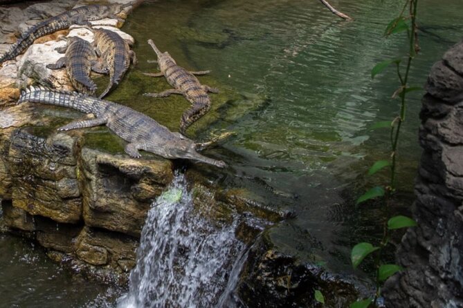 Bronx Zoo Admission Ticket - Walking plan and stroller reality: how to avoid the grind