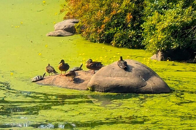 Brooklyn’s Oasis: Audio Guide to Prospect Park - Into the Ravine: Prospect Park Waterfall and Fallkill Falls
