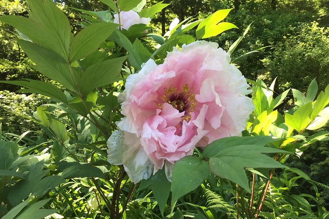 Central Park Guided Walking Tour - Wildlife, plants, and what to look for without getting lost