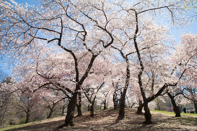 Central Park Photography Tour with Local Photographer - Central Park’s photo circuit: learning to see what’s “photogenic”