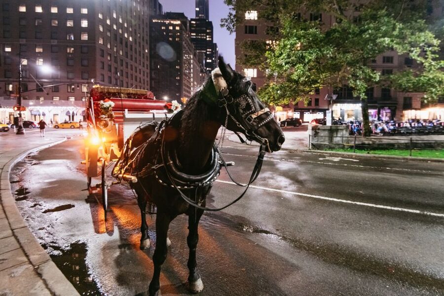 Central Park, Rockefeller & Times Carriage Ride (4 Adults) - Price and value: $295 for up to 4 adults