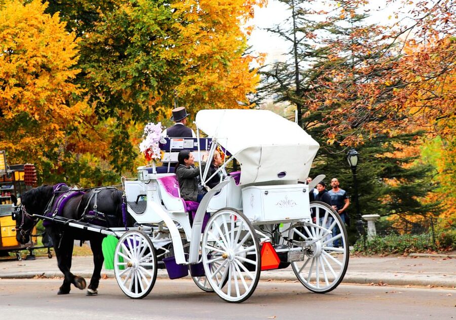 Central Park: Short Horse Carriage Ride (Up to 4 Adults) - Getting Comfortable Fast: roof, blankets, and the horse experience