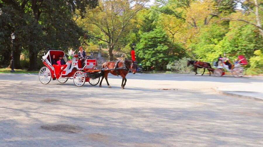 Central Park: Short Horse Carriage Ride (Up to 4 Adults) - Price and Value: $115 per group up to 4 adults