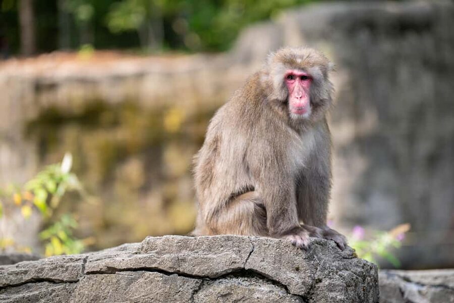 Central Park Zoo Entry Ticket - Key highlights at a glance