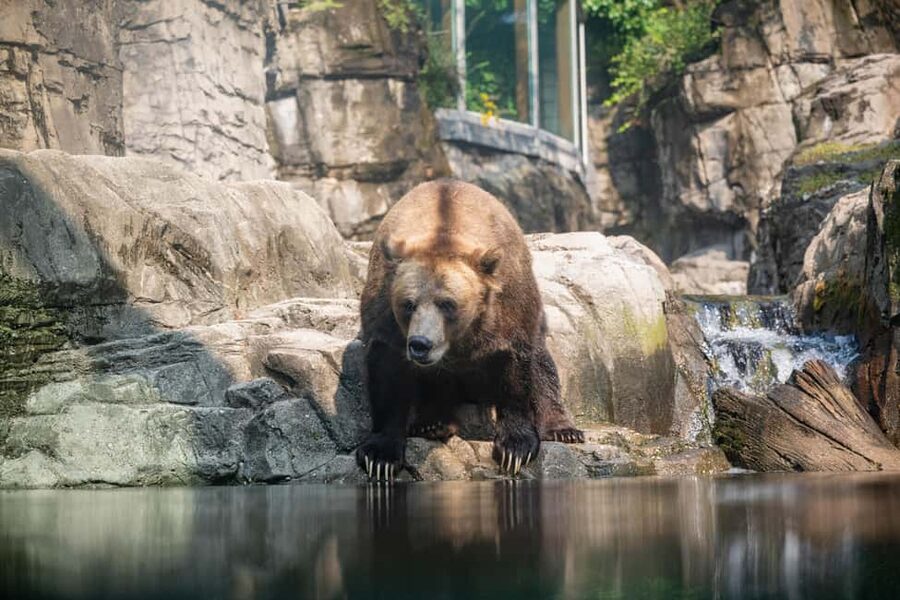 Central Park Zoo Entry Ticket - Tropic Zone: the two-story rainforest that pulls you in