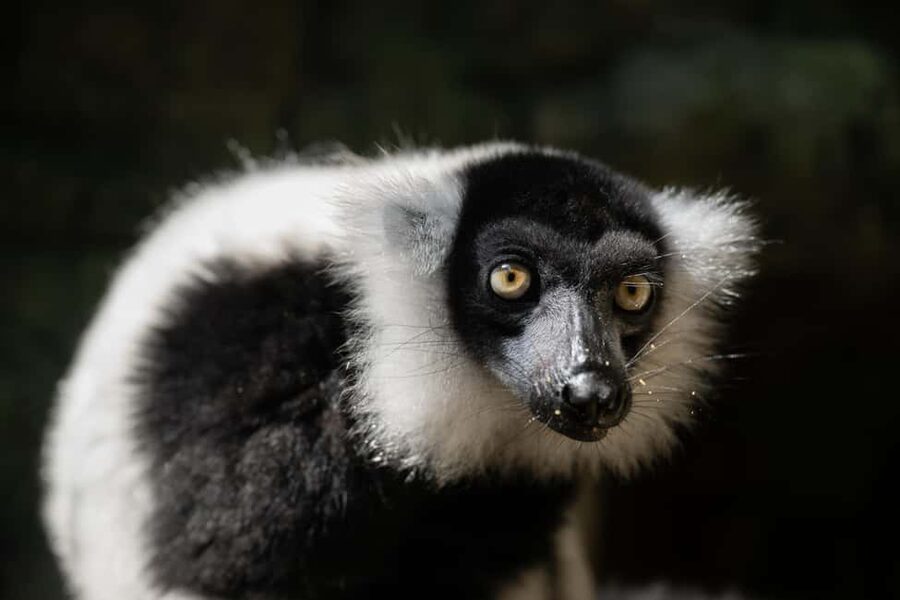 Central Park Zoo Entry Ticket - How long should you plan? My timing advice