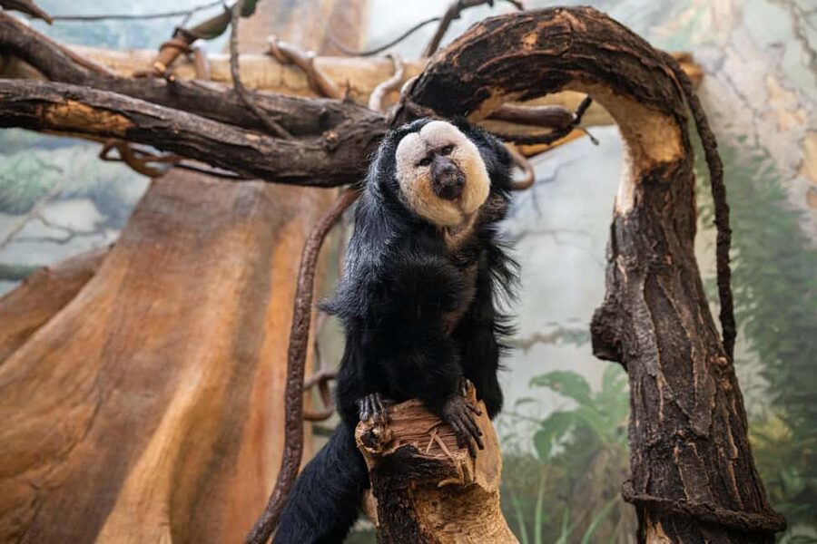 Central Park Zoo Entry Ticket - Bears, leopards, and birds: what tends to satisfy most people