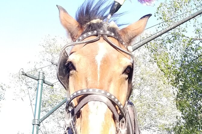 Full loop Private Horse Carriage Ride in Central Park 45 Minutes - The route: from the skating rink and Chess & Checkers to Bethesda and Cherry Hill