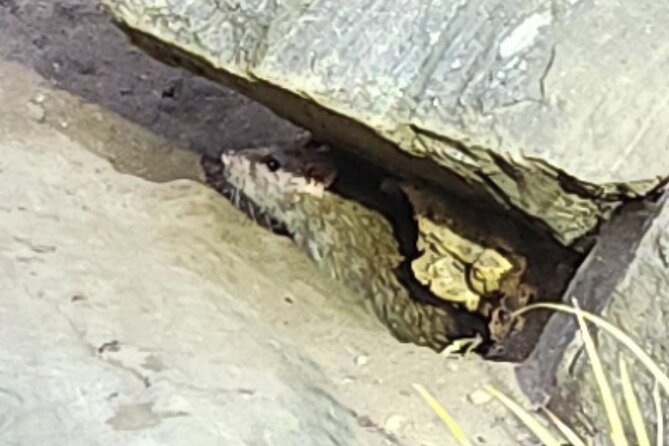 Garbage and Rats in New York City Walking Tour - Key things you’ll like on this NYC rats and garbage tour