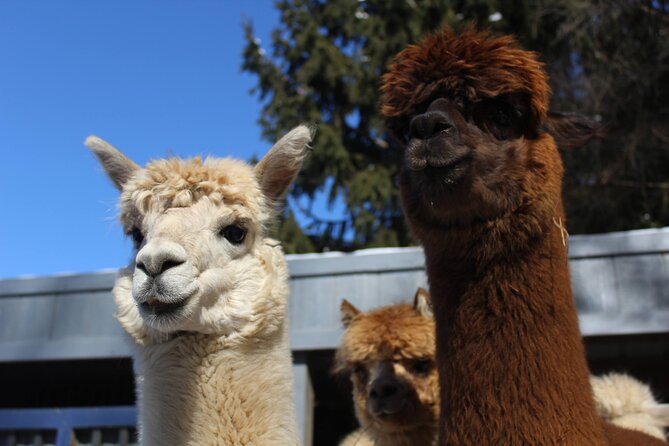 Guided Lilymoore Alpaca Farm Tour - Key highlights worth planning around