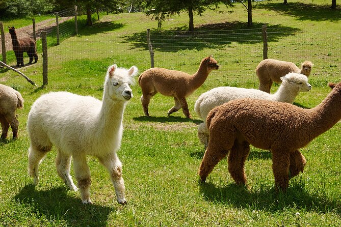 Guided Lilymoore Alpaca Farm Tour - Meet alpacas, llamas, huarizo, goats, and a miniature pig