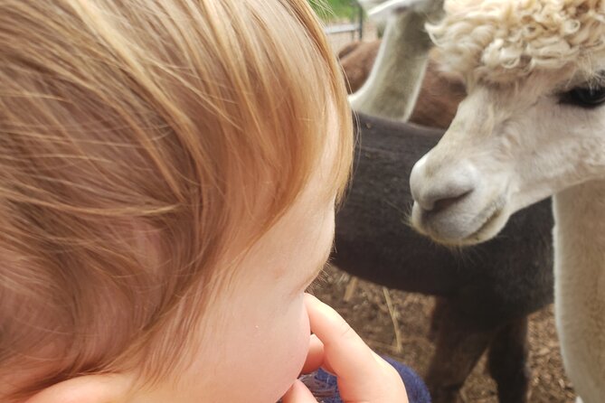 Guided Lilymoore Alpaca Farm Tour - Timing, small group size, and how to plan your day