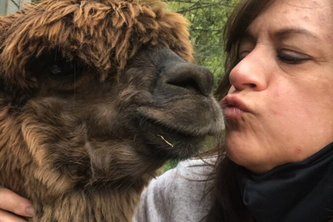 Guided Lilymoore Alpaca Farm Tour - Price and value: is $16.95 worth it?