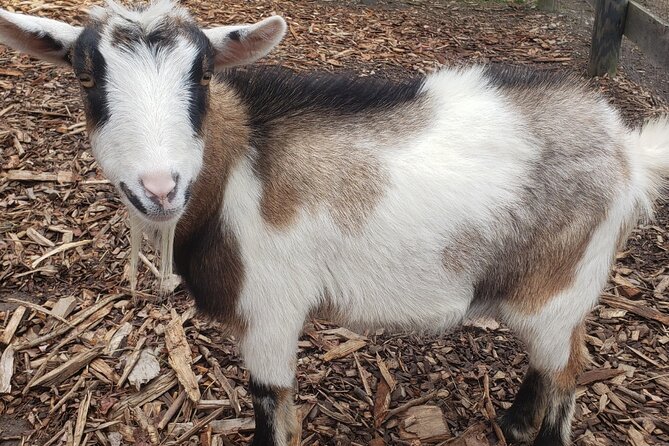 Guided Lilymoore Alpaca Farm Tour - What the guide actually helps you do on the farm
