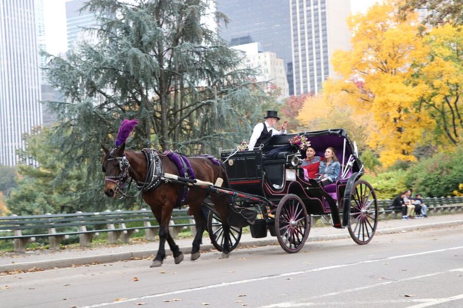 Manhattan: VIP Private Horse Carriage Ride in Central Park - What the price gets you: $280 per group and when it’s a smart value