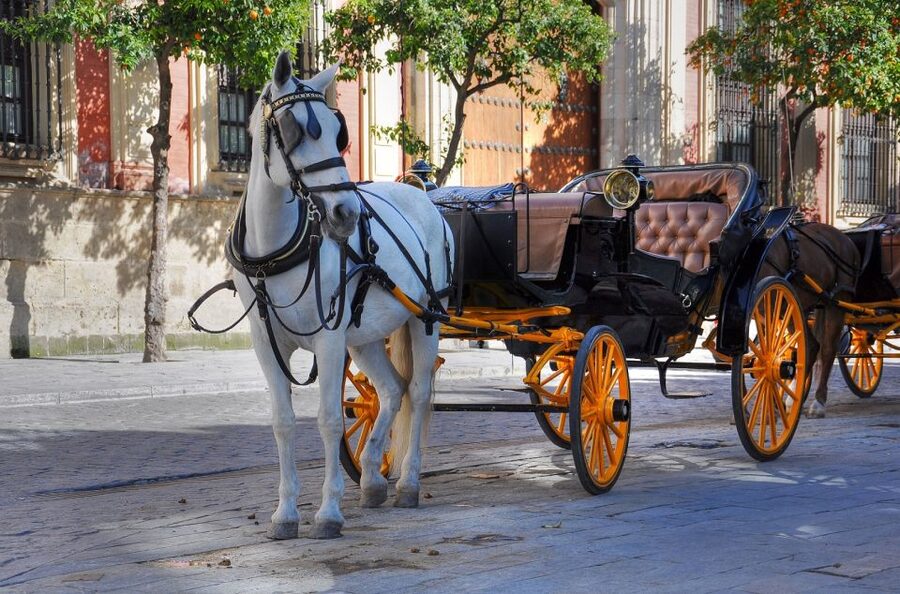 New York: Carriage Ride in Central Park - Who Should Book This, and Who Might Want a Backup Plan