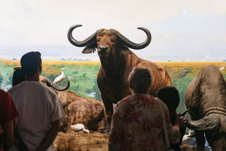 New York City: American Museum of Natural History Ticket - Crowds, lines, and why planning beats hope
