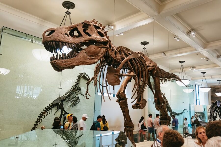 New York City: American Museum of Natural History Ticket - Price and value: what $37 actually buys