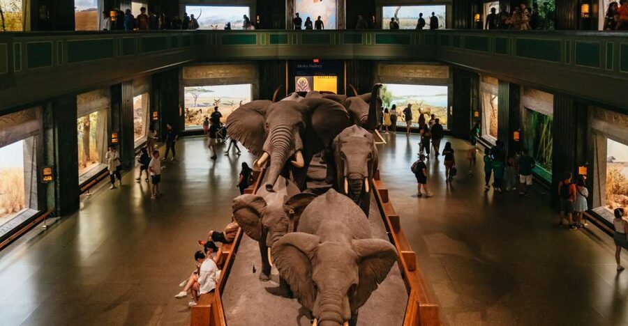 New York City: American Museum of Natural History Ticket - Entering the museum experience: what “40+ halls” feels like