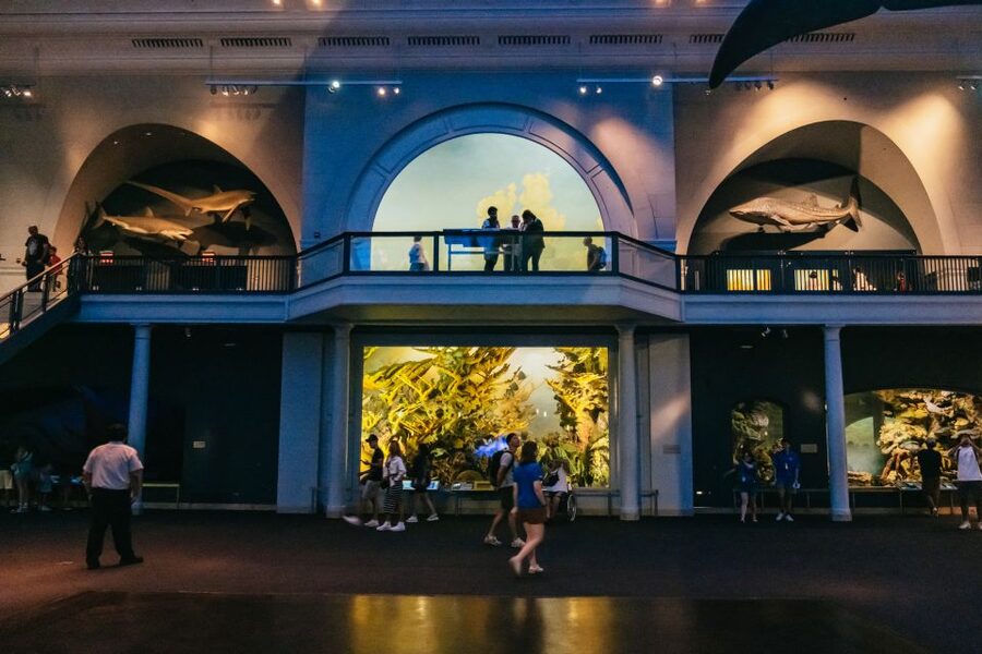 New York City: American Museum of Natural History Ticket - The butterfly vivarium and giant-screen films: when sitting is a feature