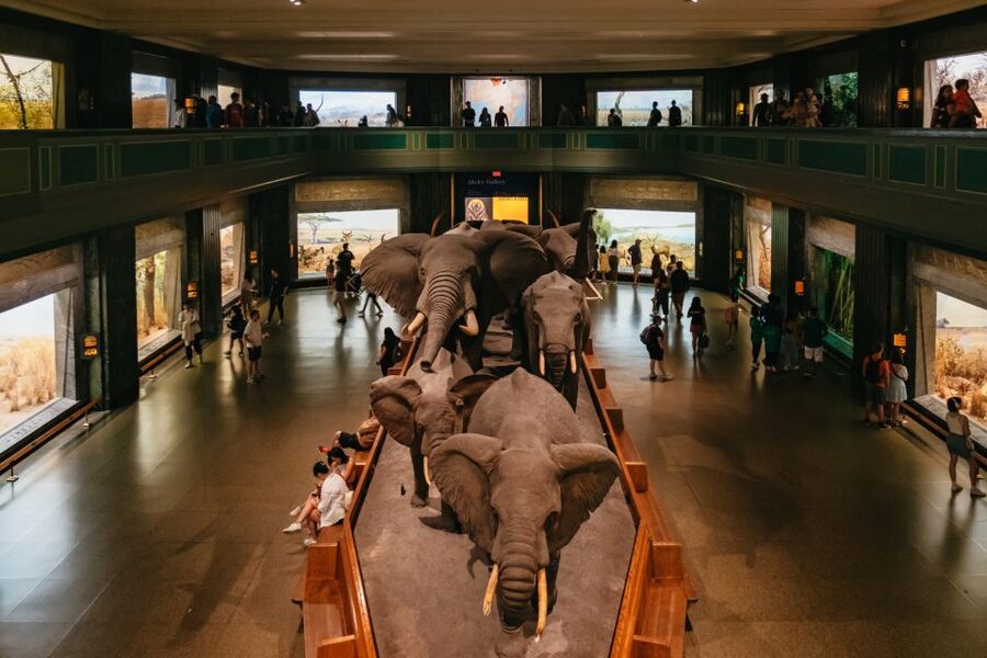 New York City: American Museum of Natural History Ticket - Getting oriented fast: museum layout, timing, and your best flow