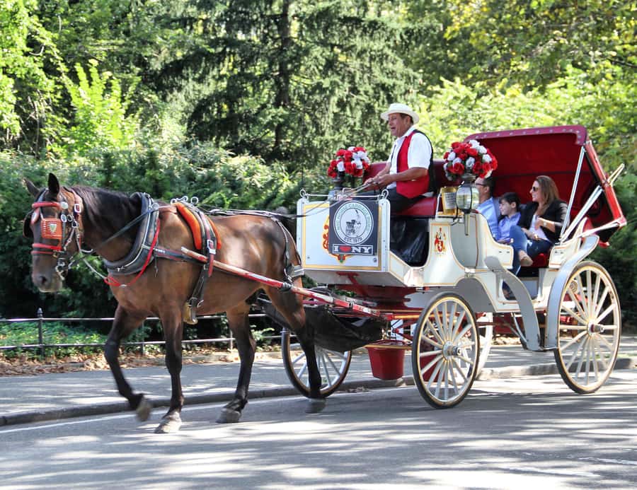 New York City: Central Park Horse Carriage 25-min Ride - Central Park by Horse Carriage: What 25 Minutes Feels Like