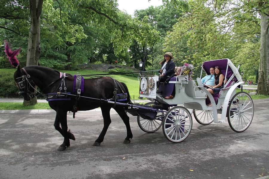 New York City: Central Park Horse Carriage 25-min Ride - The Central Park Zoo Pass and a Proper Guided Flow