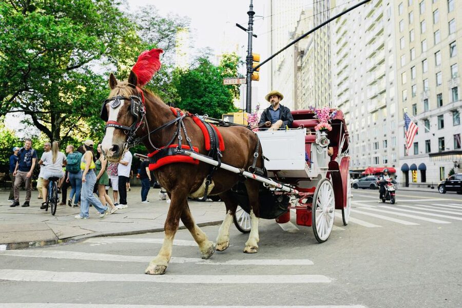 New York City: Central Park Private Horse and Carriage Tour - How the 45–55 Minutes Play Out (And Why It Works)