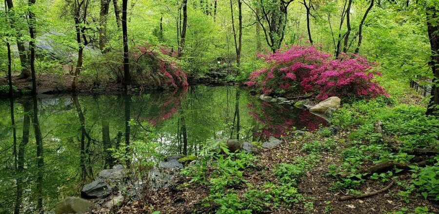 New York City: Central Park Walking Tour - Woodland Ramble: the bird-and-shade contrast that resets your day