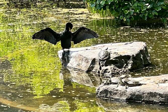 NYC Beginner Private Birdwatching Tour - The finish near 50 W 72nd St (and what happens next)