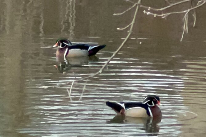 NYC Beginner Private Birdwatching Tour - Start at Bethesda Terrace: a great place to learn spotting fast