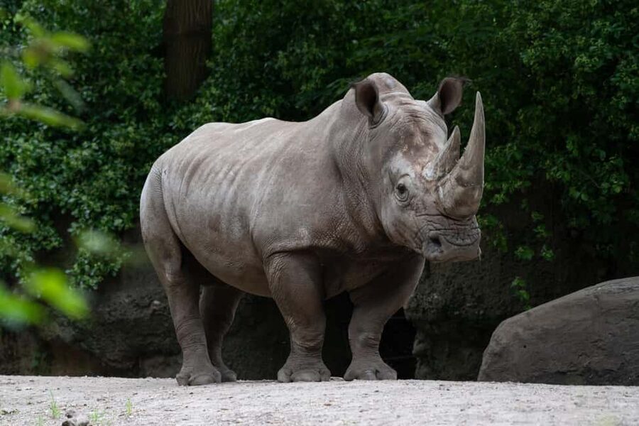 NYC: Bronx Zoo Entry Ticket - Key highlights I’d circle on your Bronx Zoo ticket