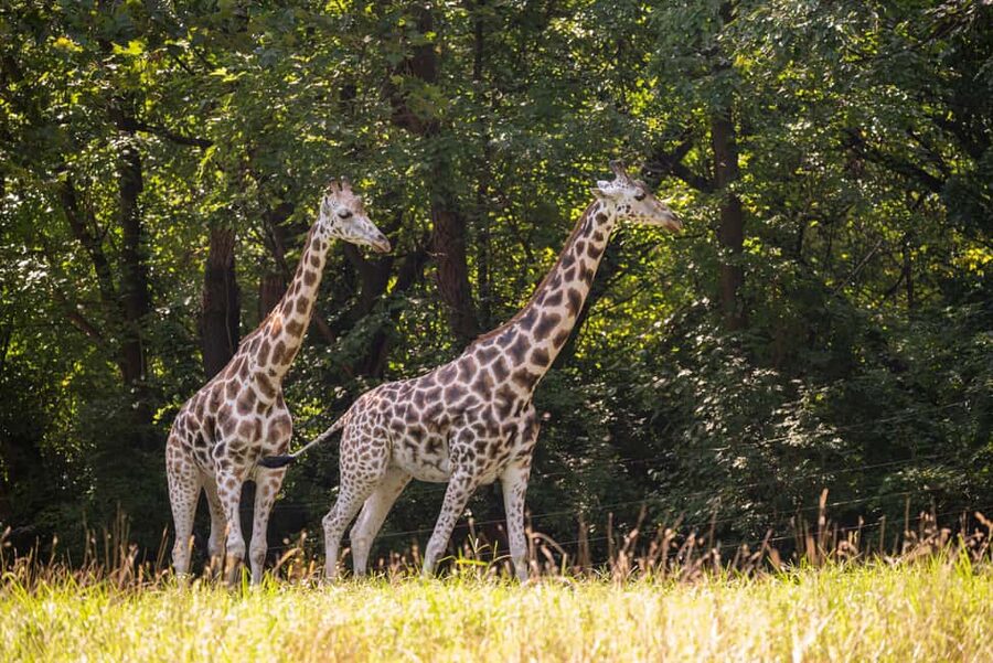 NYC: Bronx Zoo Entry Ticket - First stop: what your Bronx Zoo entry ticket really buys you