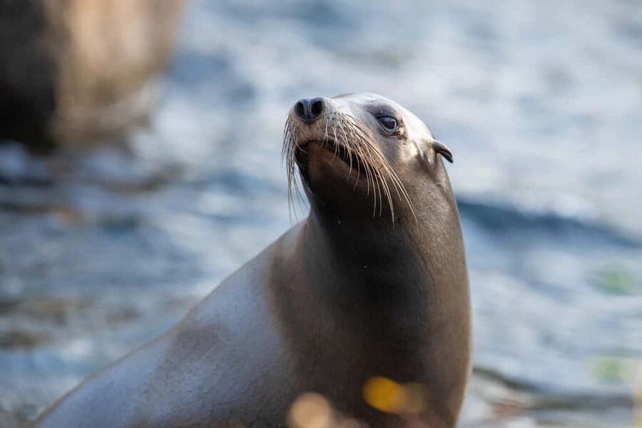NYC: Bronx Zoo Entry Ticket - A full-day plan that doesn’t waste your energy