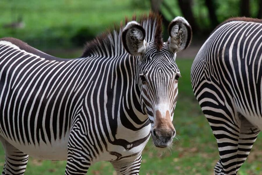 NYC: Bronx Zoo Entry Ticket - Wild Asia Monorail and the zoo’s best regional shortcut (seasonal)