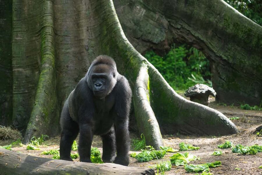 NYC: Bronx Zoo Entry Ticket - World of Darkness (reopened in 2025): night creatures in the daytime