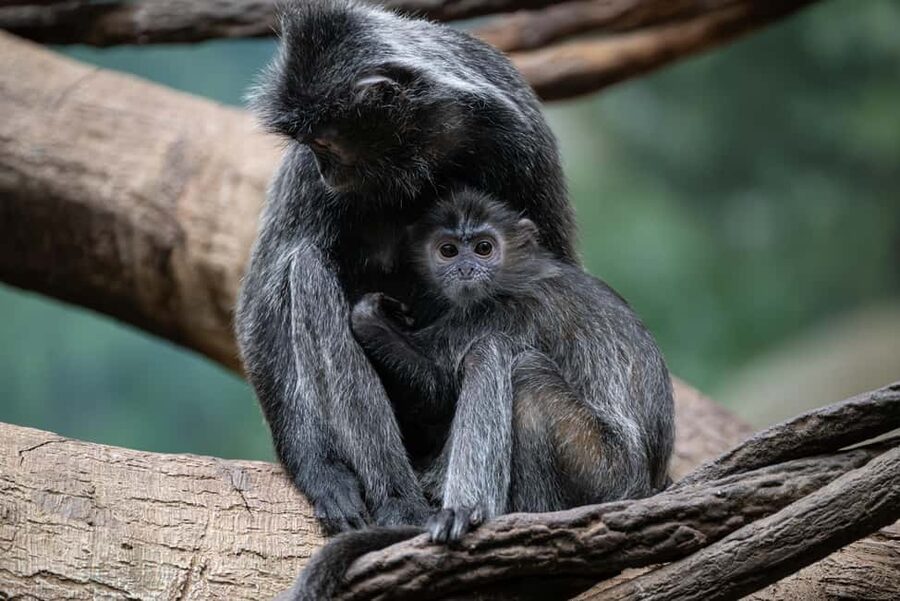 NYC: Bronx Zoo Entry Ticket - World of Birds and Aquatic Bird House: where color beats speed