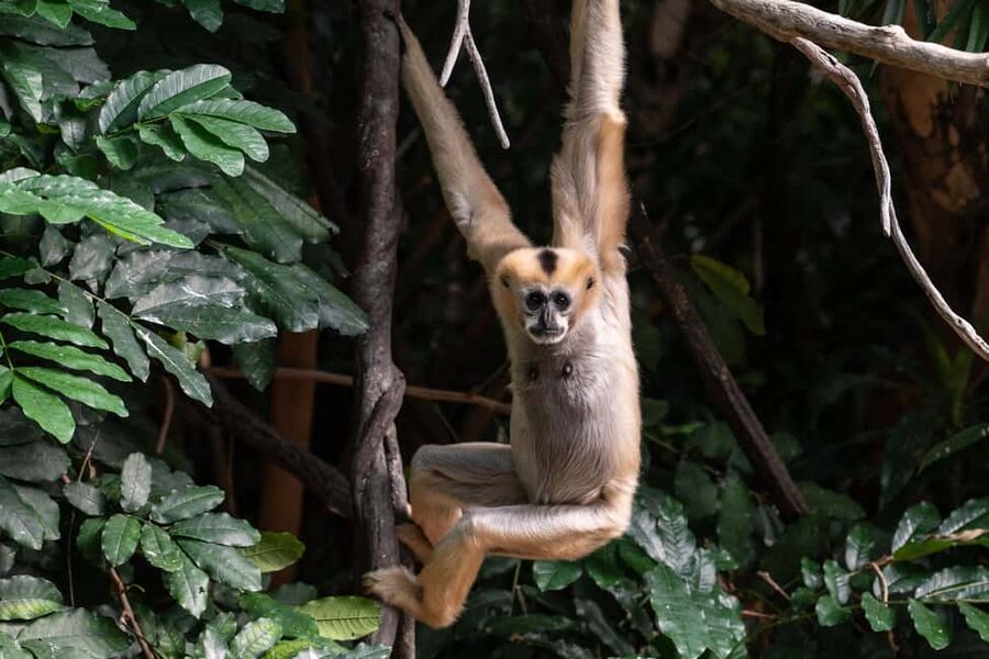 NYC: Bronx Zoo Entry Ticket - Budget and value: is $37 a good deal for a day here?