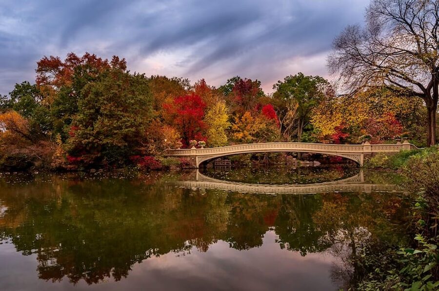 NYC: Central Park Christmas Lights Horse-Drawn Carriage Ride - Starting at Central Park South: Where to Meet and What to Expect Before You Board