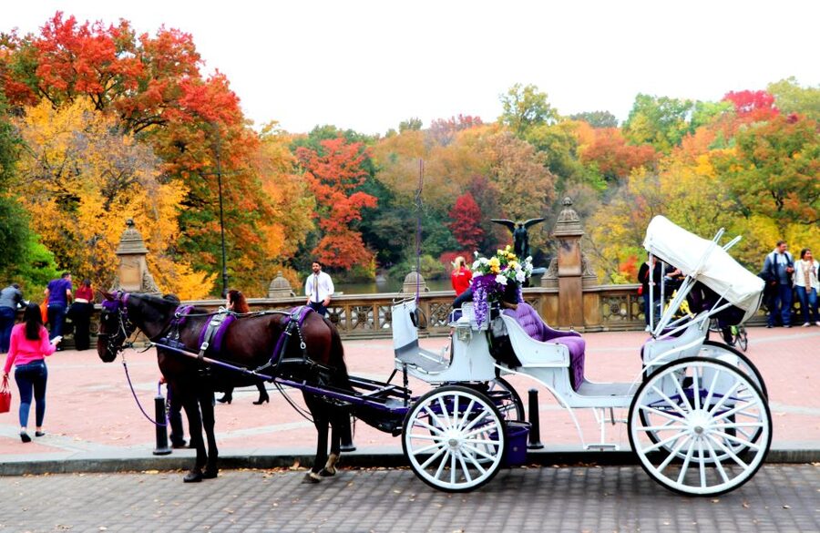 NYC: Central Park Horse-Drawn Carriage Ride (up to 4 Adults) - The 50 Minutes That Actually Feel Like NYC (Without the Rushing)