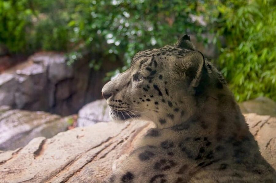 NYC: Central Park Zoo Entry Ticket & Manhattan Walking Tour - City Hall, Court Houses, and the Brooklyn Bridge Glimpse
