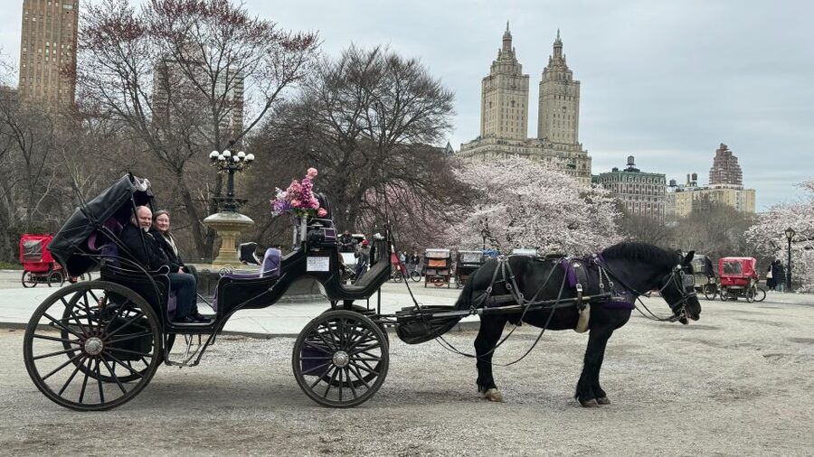 NYC Empire State Horse Carriage Ride in Central Park(45mins) - Price and value: $140 for a group, not per person