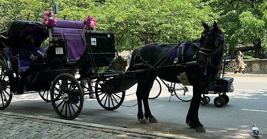 NYC Empire State Horse Carriage Ride in Central Park(45mins) - Who should book this ride (and who might want a different plan)